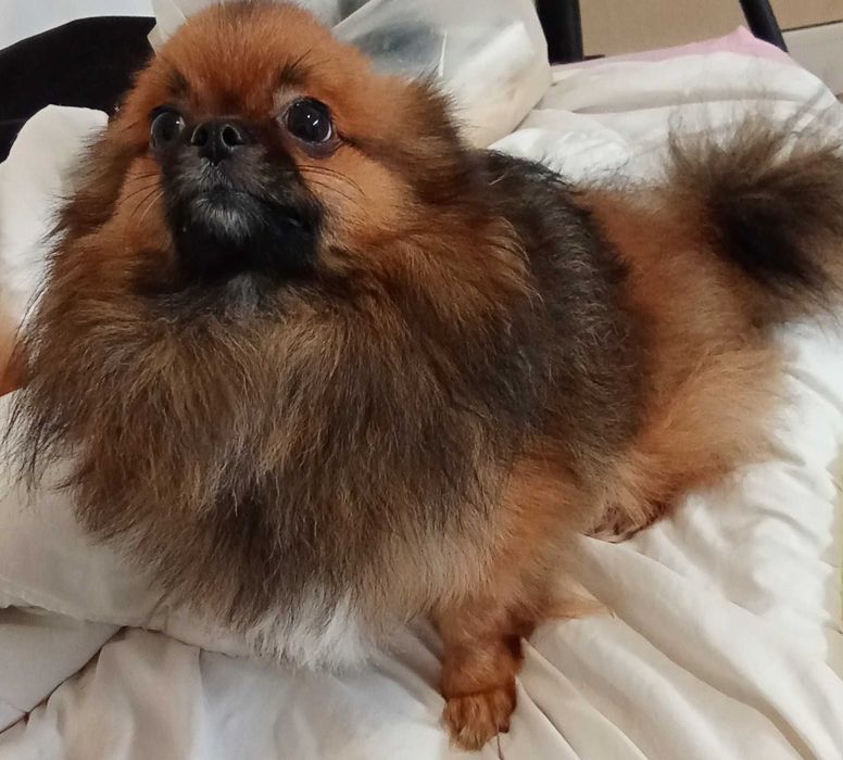 Мини сладко момченце