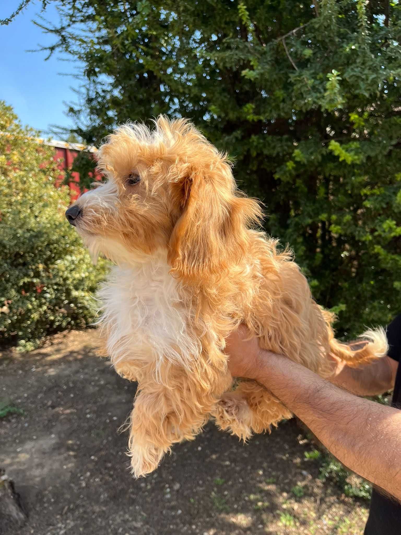 Pui Maltipoo femela