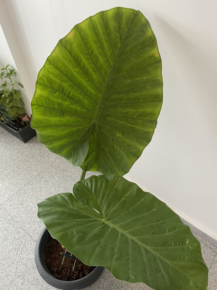 Planta de interior - Alocasia Macrorrhiza, 110 cm inaltime