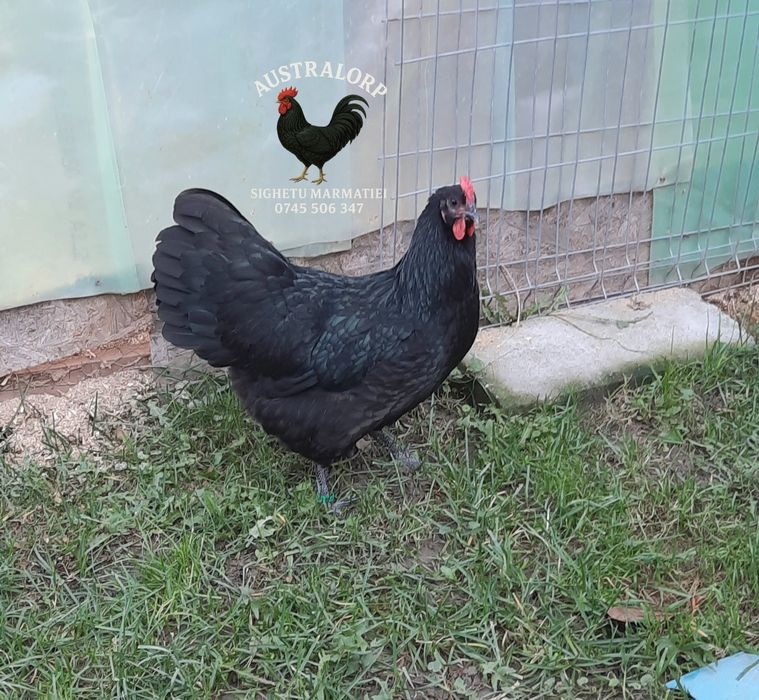 Pt incubat Ouă Australorp Negru