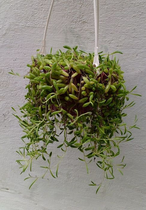 Оттона мясистая (othonna capensis 'ruby necklace'). Цветы для дома.