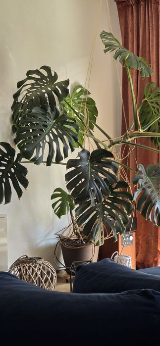 Planta decorativa cu frunze verzi Monstera Deliciosa  ( Filodendron )