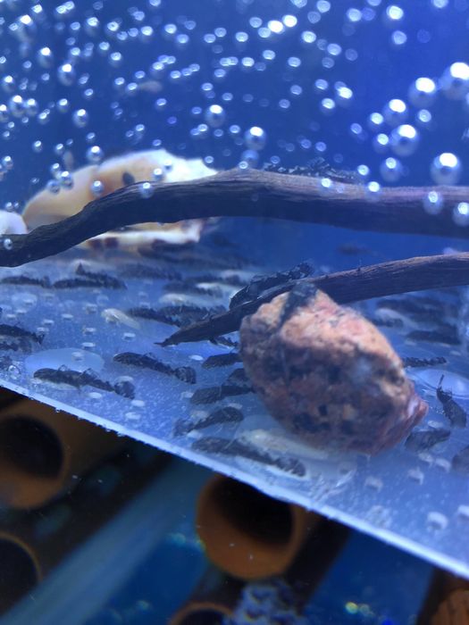 Вуалевый Анциструс малёклари сотилади.