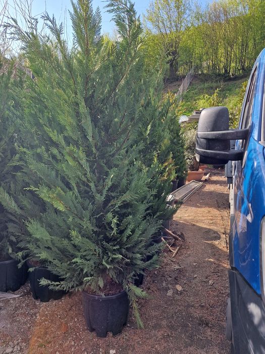 Cupressocyparis leylandii ( chiparos ) tuia.
