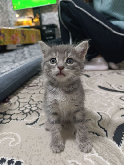 Котята, здоровые и умные