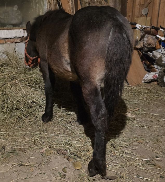 Vand manz greu  6 luni