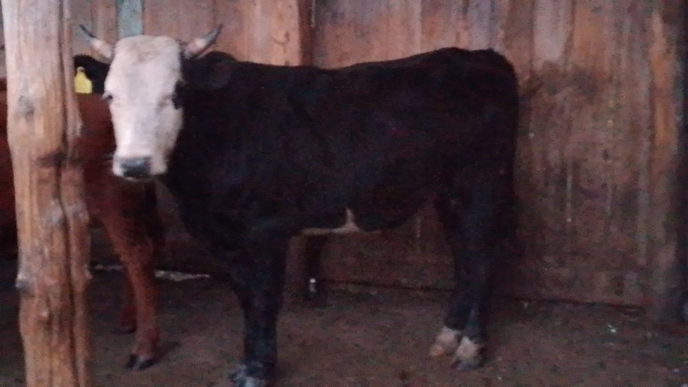 Продаётся бычок .