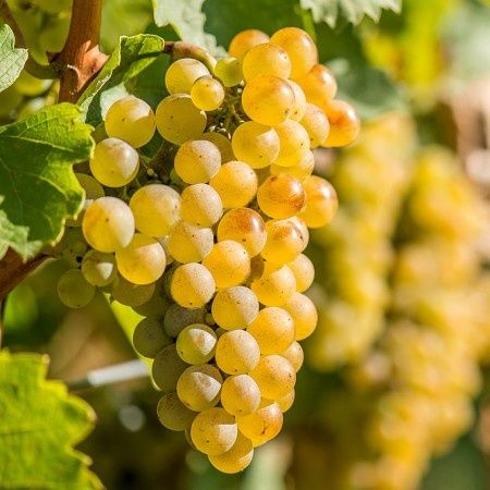 Vand struguri de vin Riesling italian