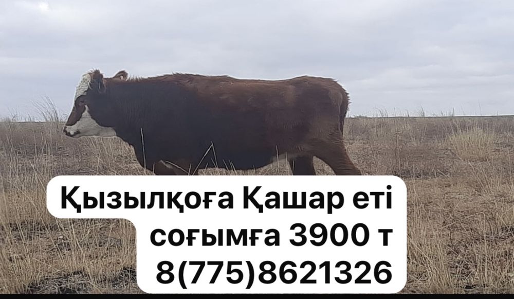 Қашар ет соғымға