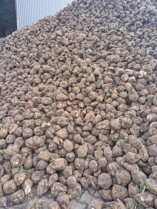 Vând sfeclă de zahăr. 0.80kg