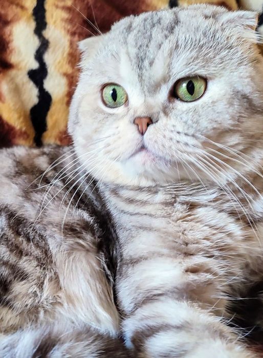 Шотландский кот. Вязка