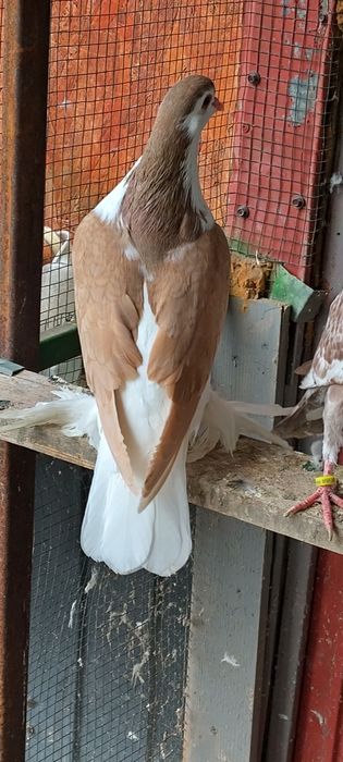 Rândunele de saxonia