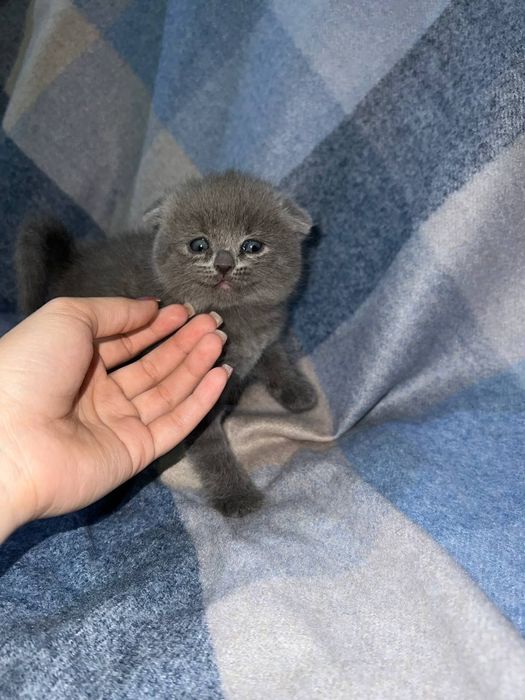 Продаются котята скоттиш страйт и фолд