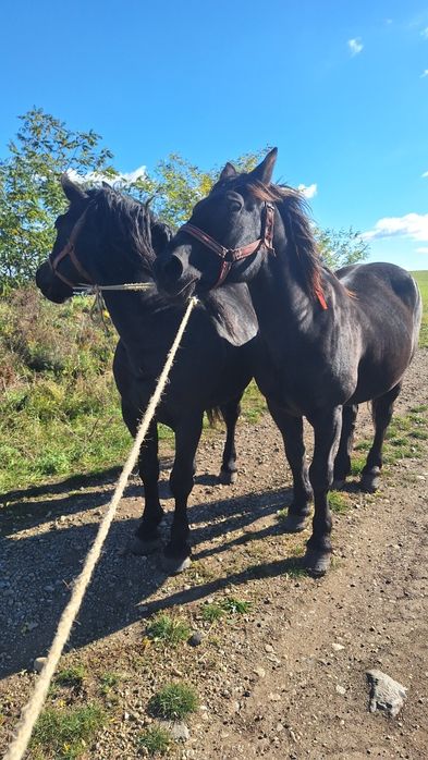 Vind schimb cu vitei doi cai negri