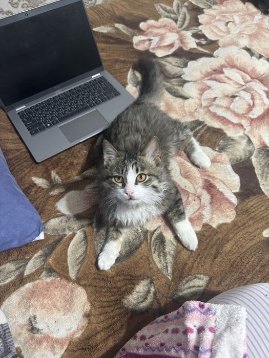 Срочно бесплатно кот отдам в добрые  руки