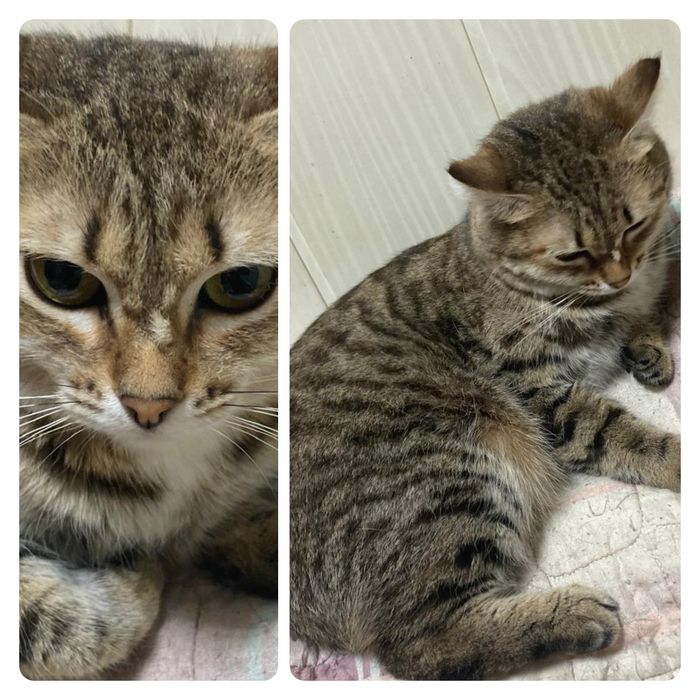 Кошка молодая стерильная ищет дом! Костанай!