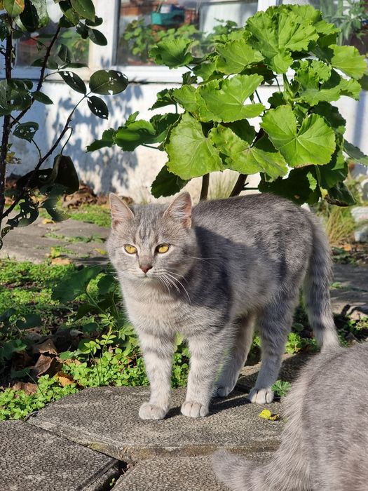 Подарявам котенца на 5 месеца