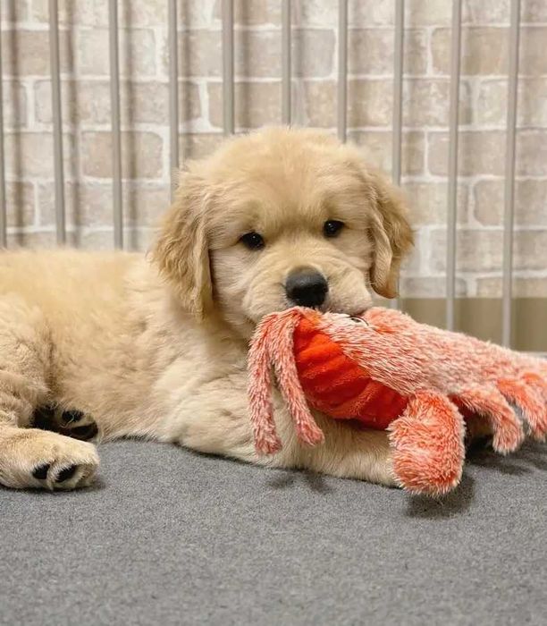 Vand Golden Retriever fetita cu pedigree FCI