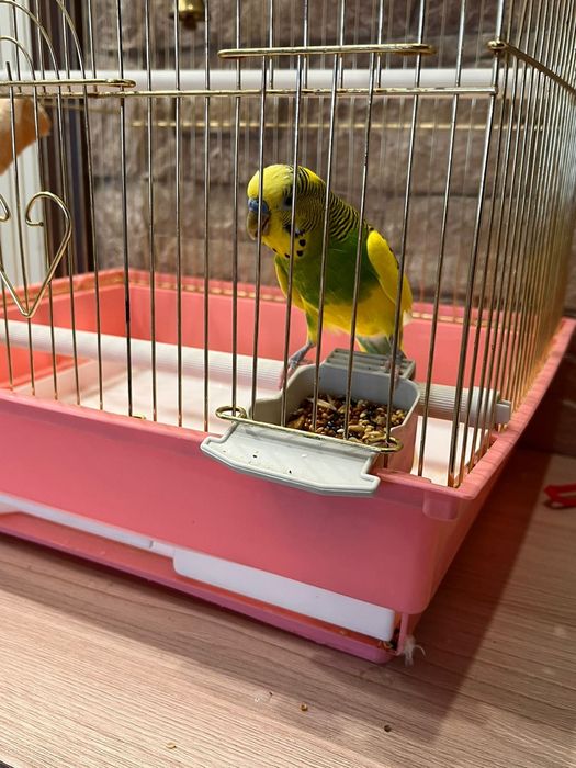 Продам попугая цена 10000 с клеткой