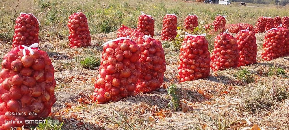 Piyoz sotiladi kelishamiz