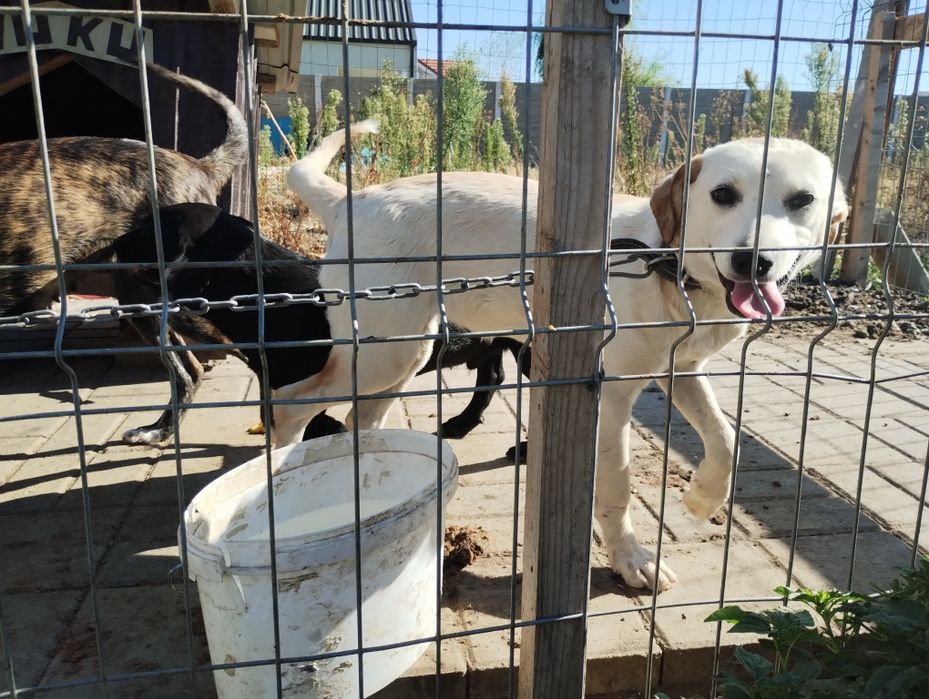 URGENT Câini pentru donat pentru că vine frigul și nu am adapost