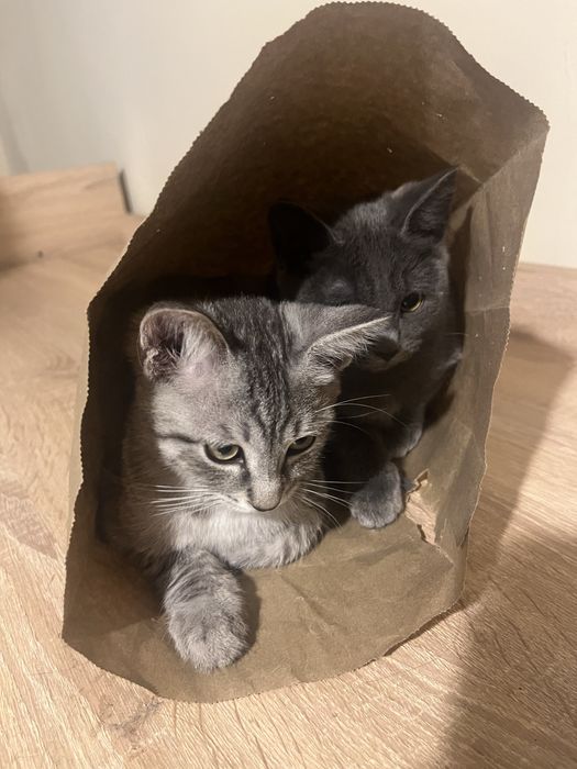 Отдам кошку и котят бесплатно