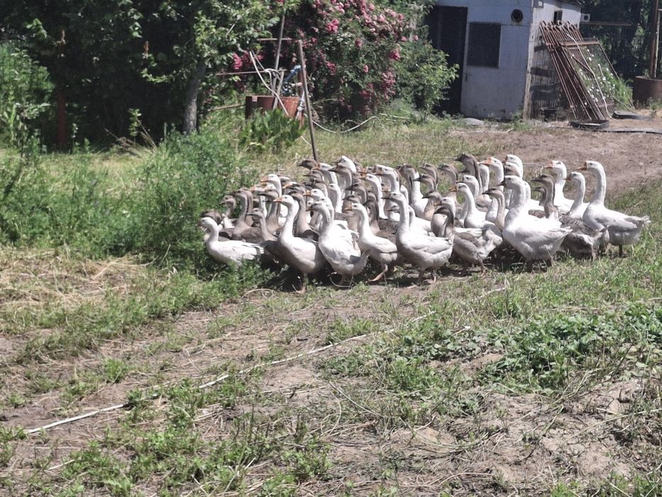Gâște de vanzare