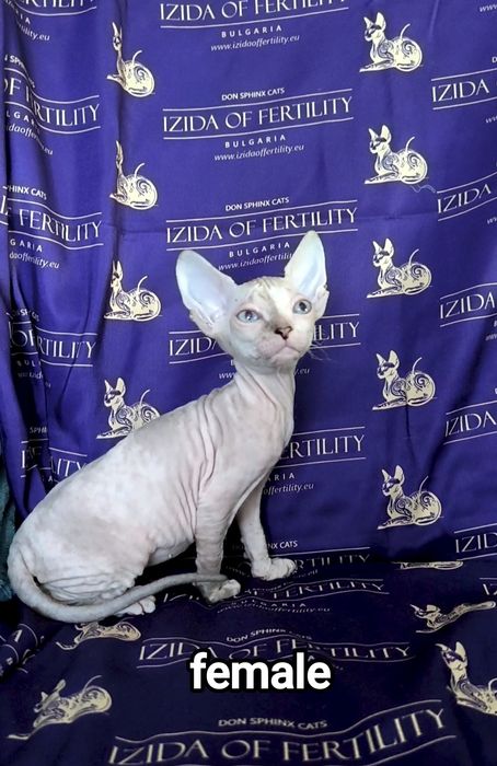 Донски Сфинкс със сине очи чистокръвно