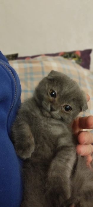 Продается вислоухий котенок, девочка