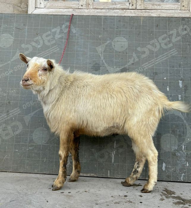 Таза занен теке текелігі мықты 1 жасар ешкы ешкі коза козы