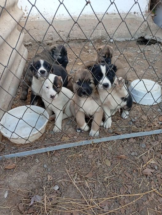 Alabay gidiklar Sotiladi