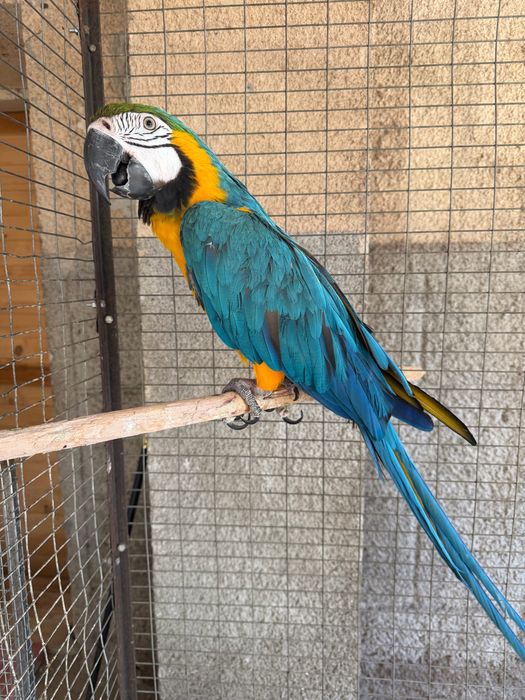 Синьо- жълта Ара