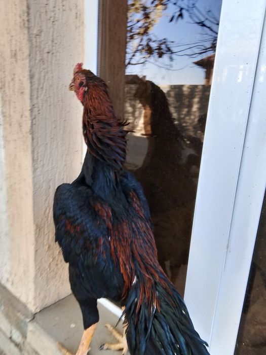 Dakan xuroz sotiladi