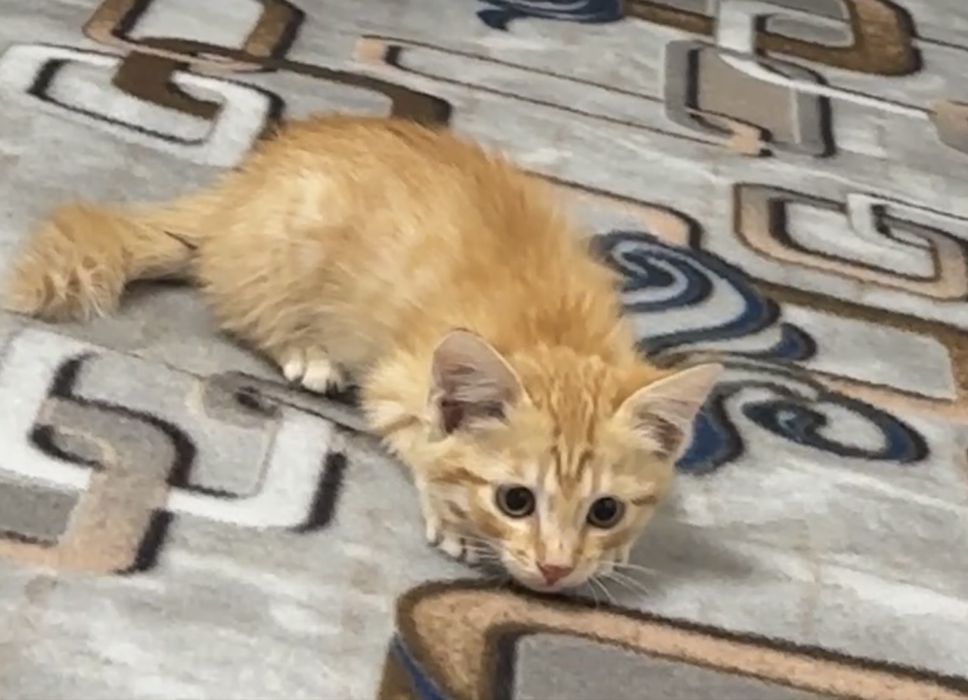 Ищу точно похожего котенка рыжего