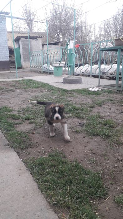 Алабай щенок 60.000