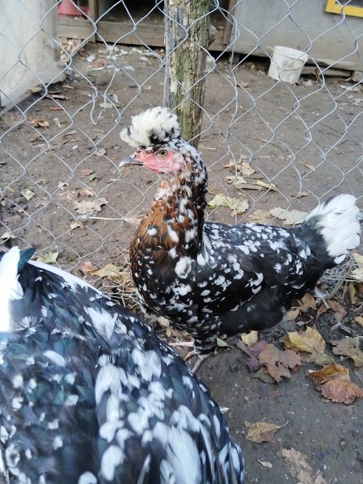 Sandjak 2 găini și 2 cocosi