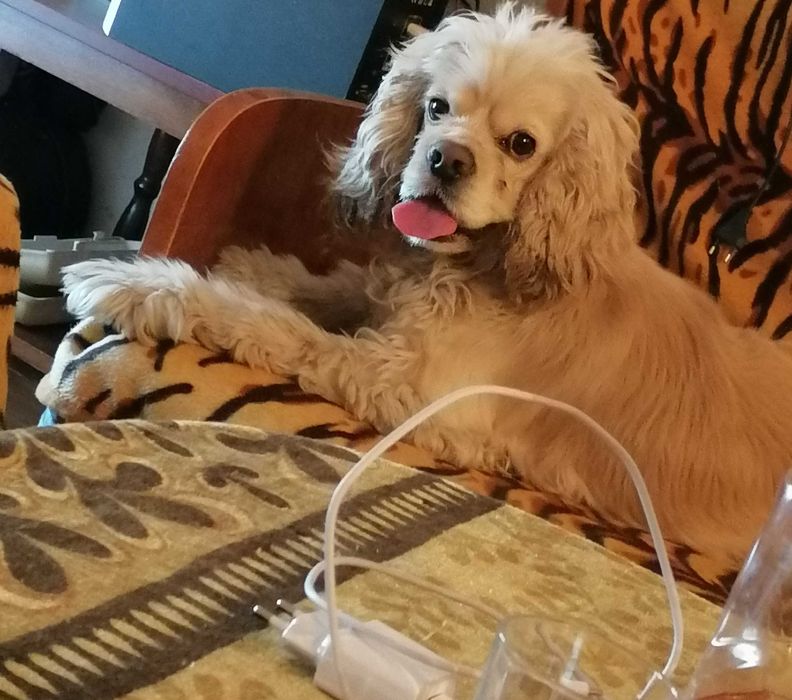 Американски кокер шпаньол за разплод