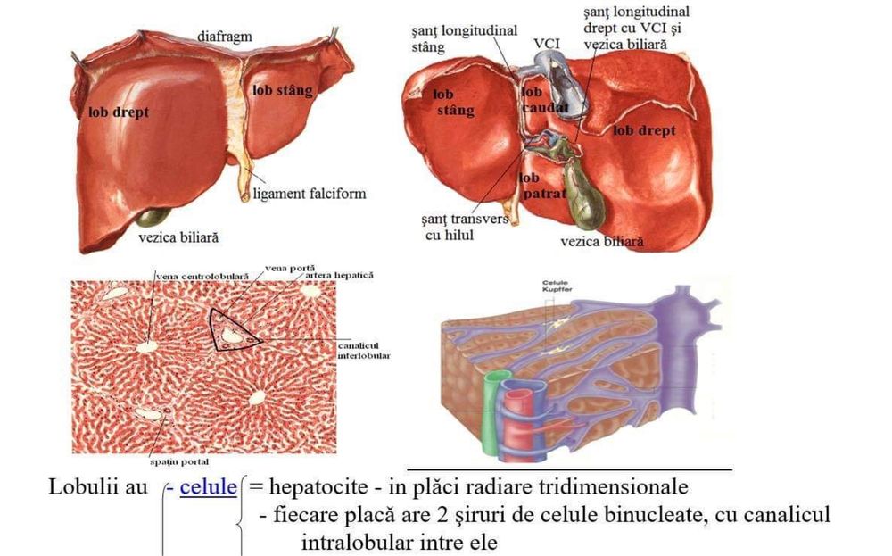 Materie Admitere Medicina Biologie Carte Portofoliu