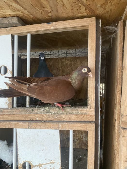Vand porumbei jucatori de galati si birminger