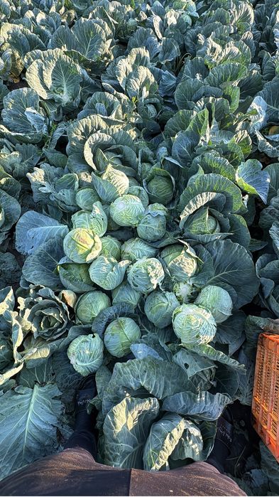 Varza sarmale+varza salata