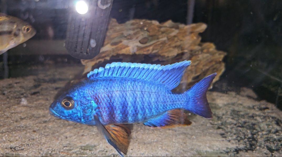Ciclide africane (Aulonocara)