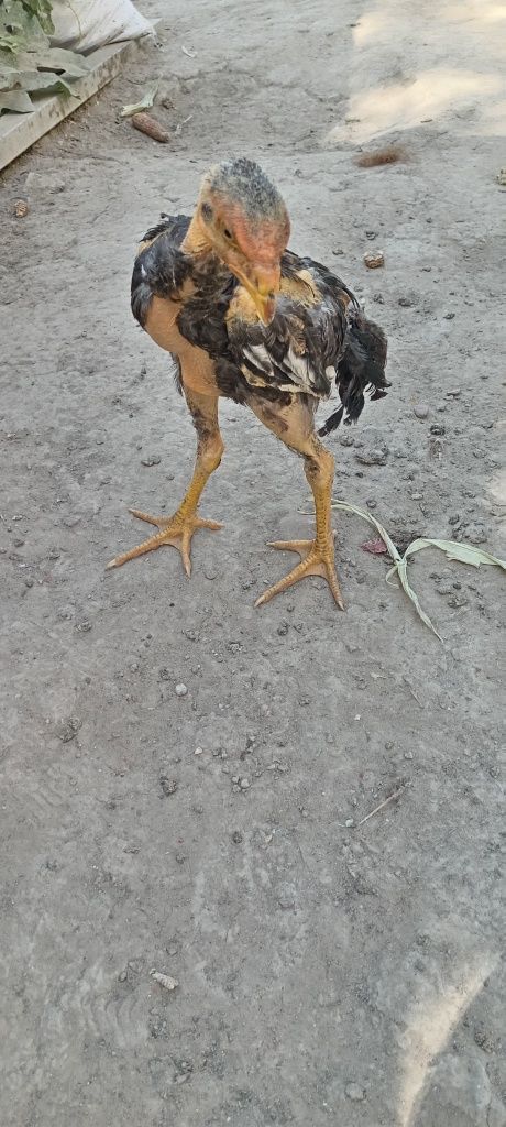 Dakan jojalar sotilad