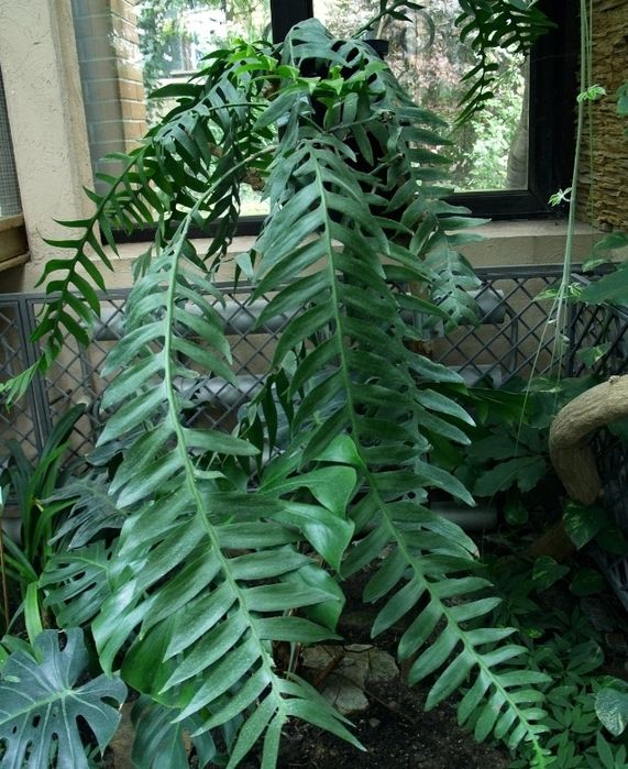 Укорененный черенок марниеры