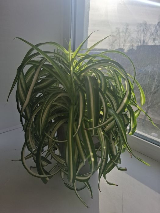 Продам цветы хойя, хлорофитум кудрявый, эпипремиум и т.д