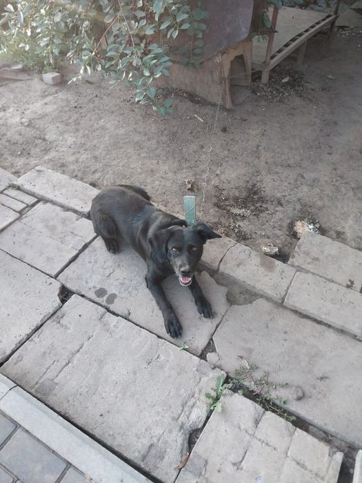 Отдам  собаку . .