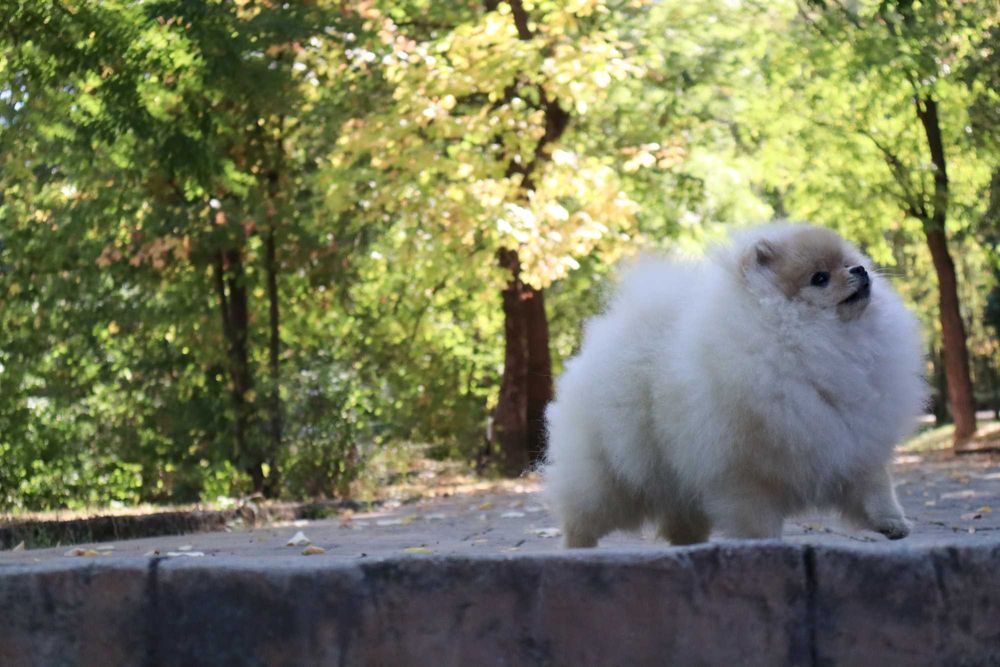 Уникално момиченце померан с родословие FCI