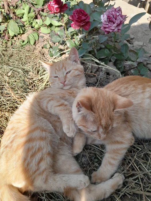 Отдам котят бесплатно