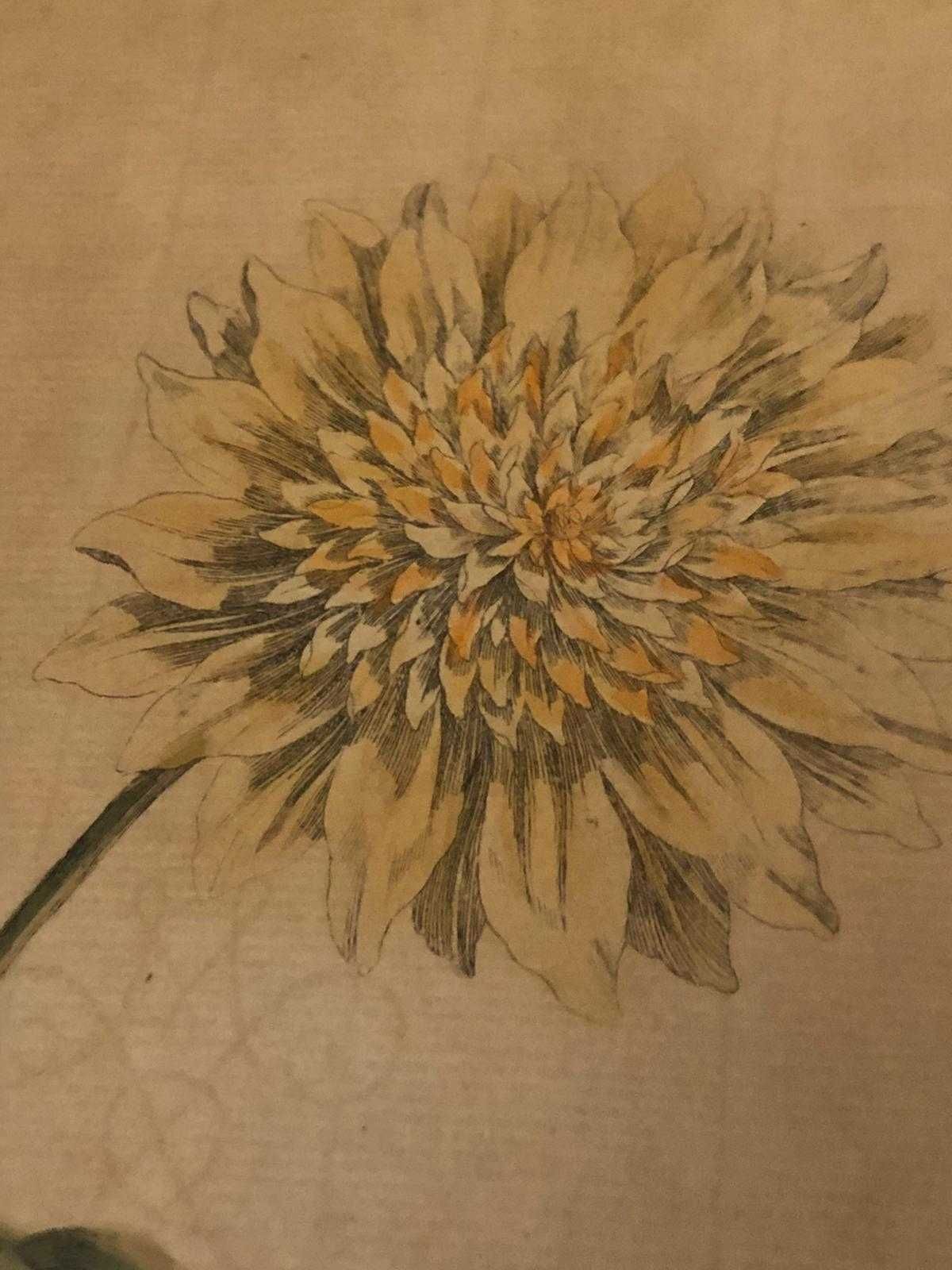 Gravura originala secolul 18 John Edwards floarea soarelui desen