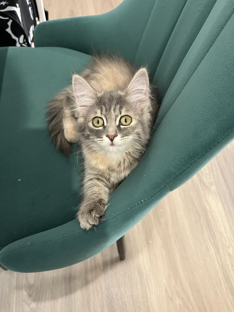 Отдается котенок 2 мес