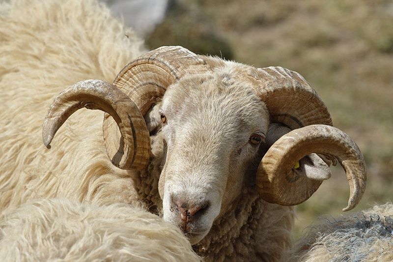 Berbeci rasa grași